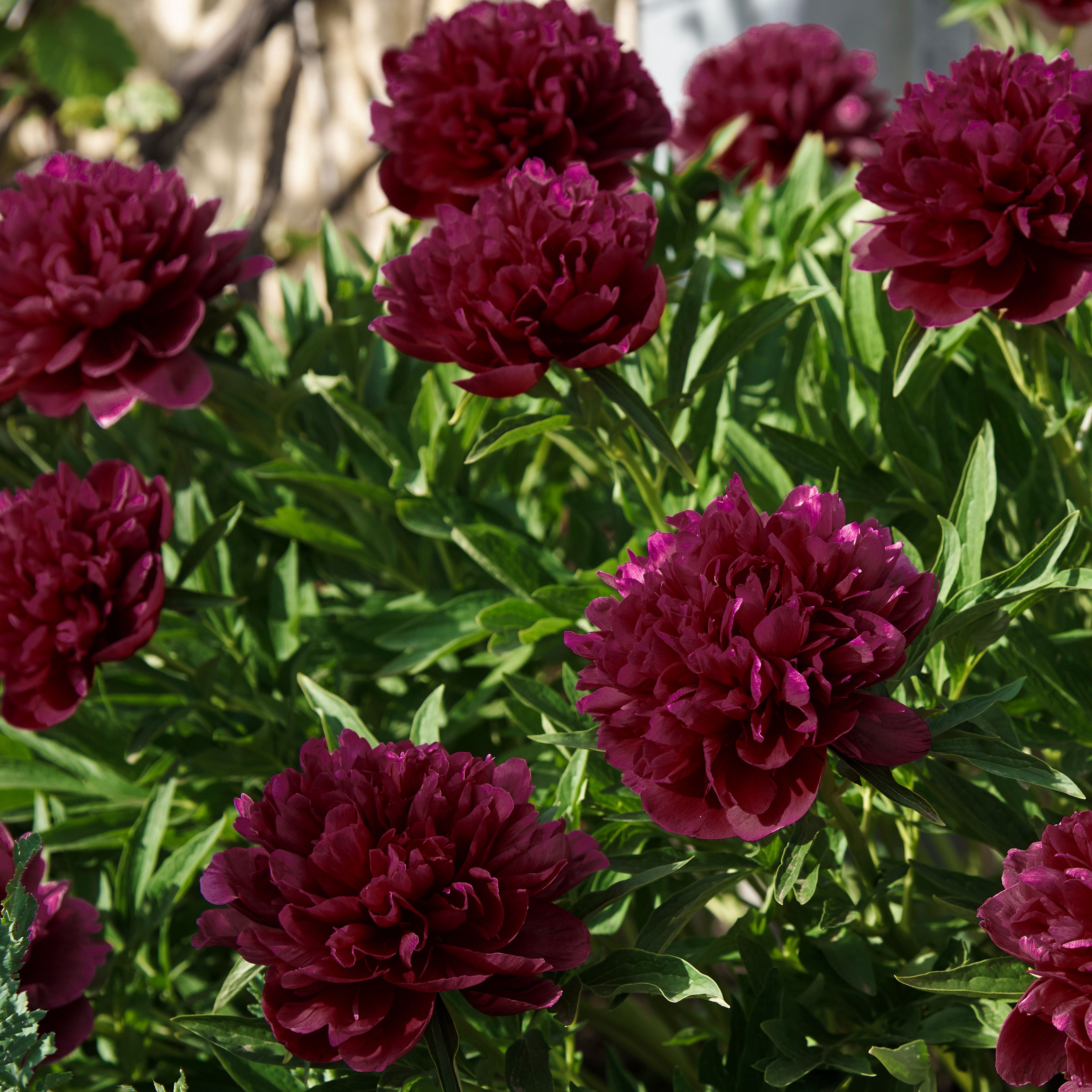 Double Black Berry Peony Bare Roots – Deep Dark Red Double Blooms – Fragrant Spring Garden Perennial
