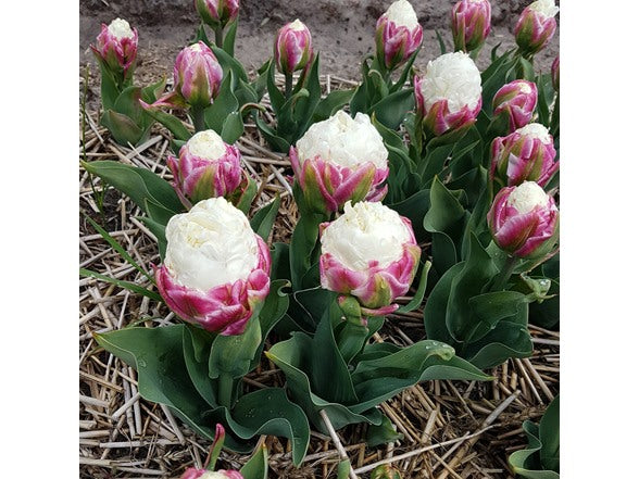 Double Scoop Ice Cream tulip in bloom