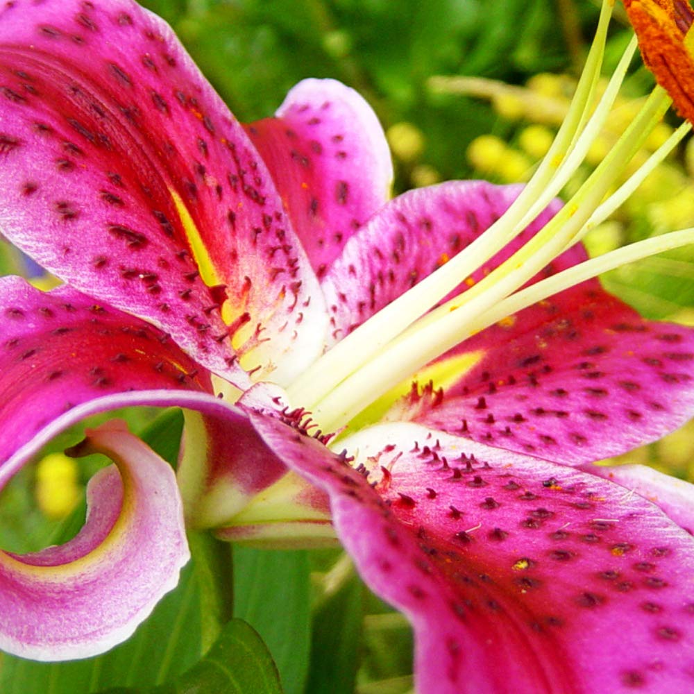 6 Pack Flower bulbs - Giant Stargazer Kissed Flower Lily Perennial Bulbs - Petals With Deep Fuchsia In The Middle Fading To Light Pink Trimmed In White - Easy to Grow Flowers for Your Home and Garden