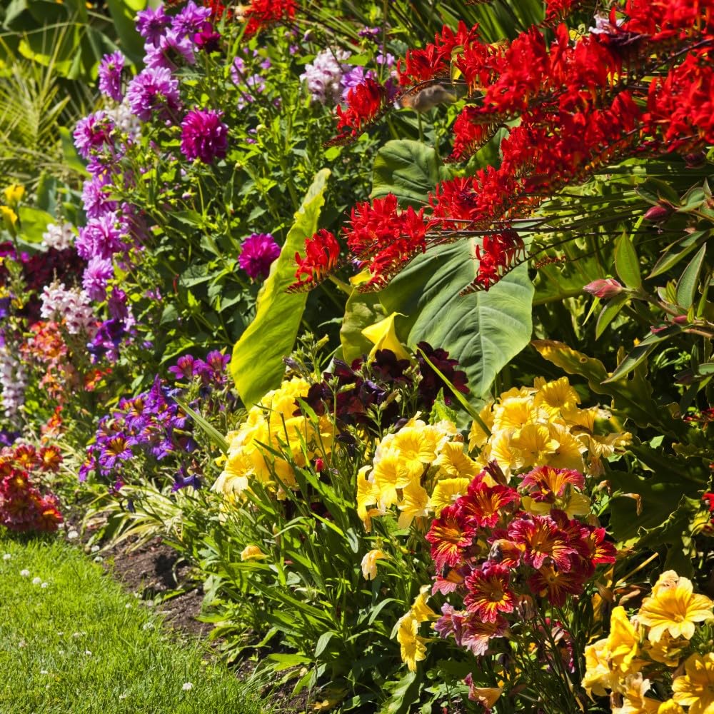 Birds & Bees English Flower Bulb Collection - Colorful Assortment of Flower Bulbs That Will Have Beautiful Blooms - 100 Flower Bulbs