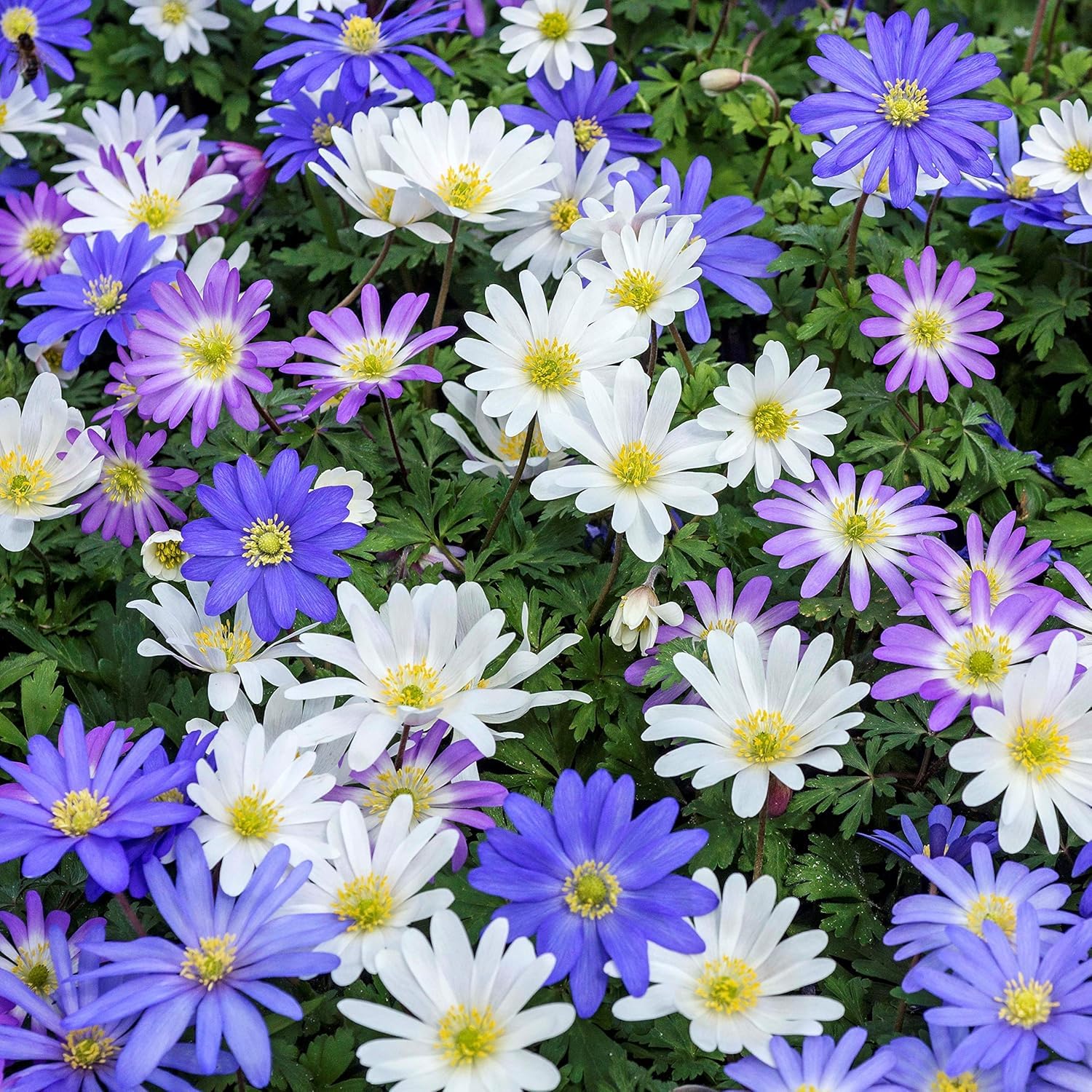Anemone Dutch Fireworks Flower Bulbs Mix - Beautiful and Bright Flowers Perfect for Gardens - Includes 15 or 30 Flower Bulbs