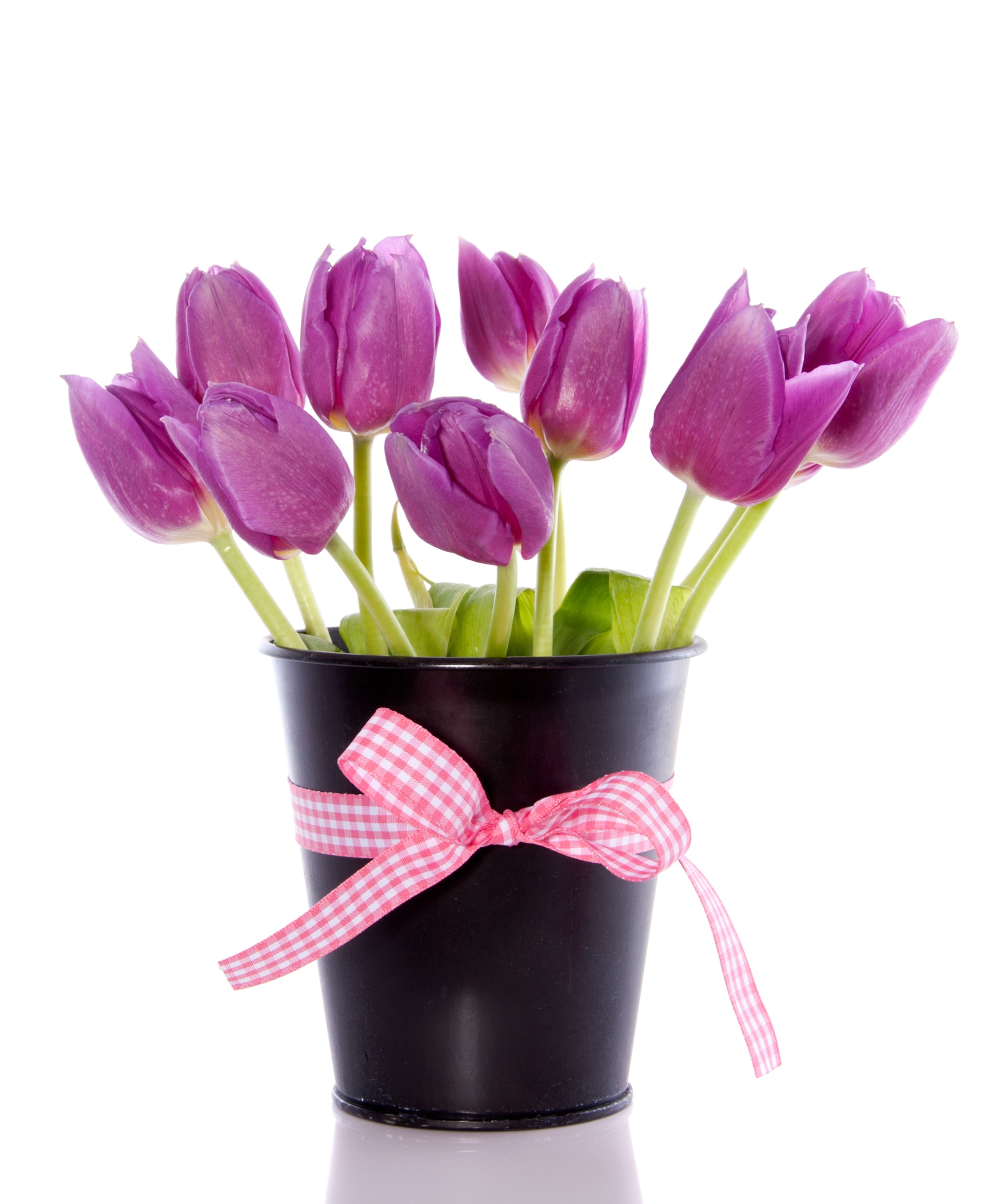 Lavender Triumph Tulip Flower Bulbs – Lavender-Purple Spring Blooms – Perennial Tulips