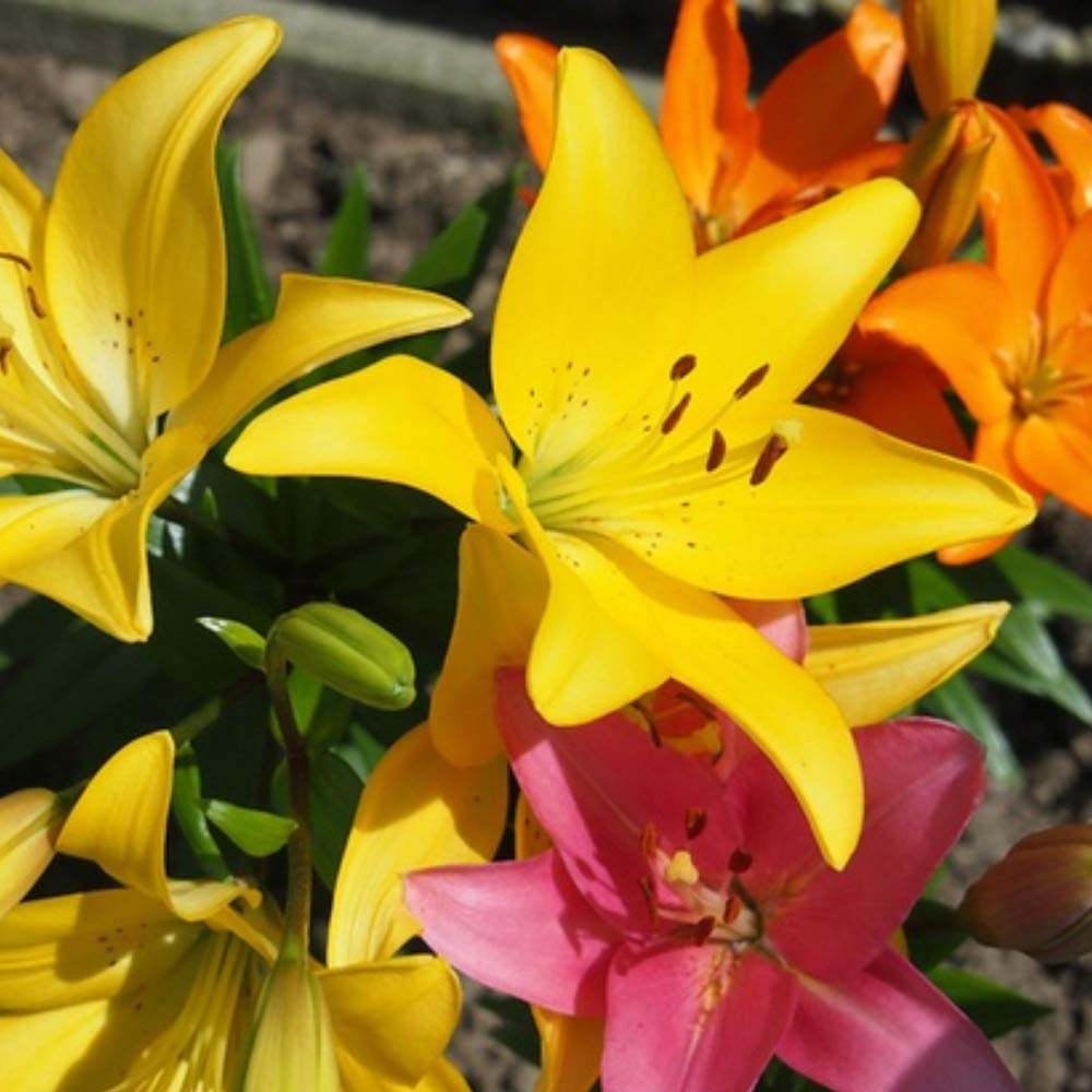 Spring & Summer Garden Party Flowers - 100 Bulb Collection - 4 Varieties of Beautiful Sun Loving Flowers with Amazing Blooms - Attracts Butterflies, Bees & Hummingbirds