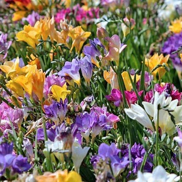 Fragrant Freesia Colorful Mixed Perennial Flowers - 30 Bulbs - Vibrant, Variety Colorful, Fragrant Flower Perfect for Gardens - Easy to Grow - Attracts Butterflies, Bees & Hummingbirds