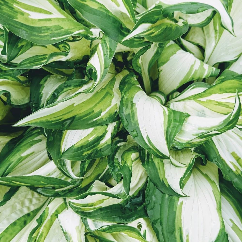 4 Pack Fire & Ice Hosta Bare Root Plants - for Borders, Gardens, or Container plantings. Hard to Find & The Talk of The Neighborhood,
