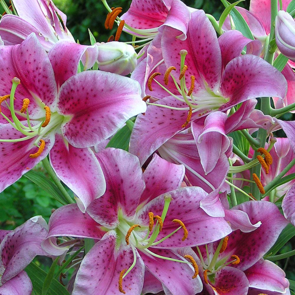 6 Pack Flower bulbs - Giant Stargazer Kissed Flower Lily Perennial Bulbs - Petals With Deep Fuchsia In The Middle Fading To Light Pink Trimmed In White - Easy to Grow Flowers for Your Home and Garden