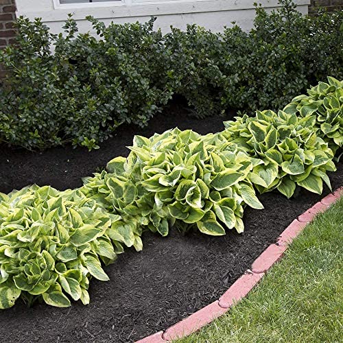 Hardy Mixed Heart-Shaped Hosta - 6, 12 or 24 Pack of Bare Roots - Rich Green Foliage, Low Maintenance, Heart Shaped Leaves Great Perennials