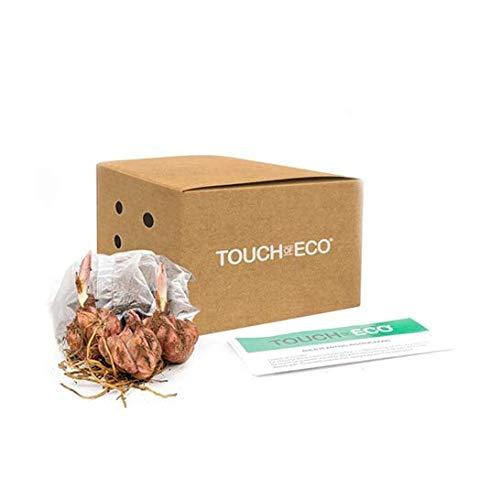 6 Pack Flower bulbs - Giant Stargazer Kissed Flower Lily Perennial Bulbs - Petals With Deep Fuchsia In The Middle Fading To Light Pink Trimmed In White - Easy to Grow Flowers for Your Home and Garden