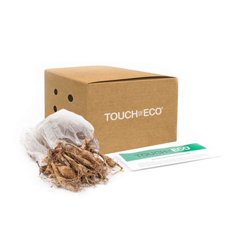 7 Grand Duchess Lilac Dahlia Flowers Bulbs - Colorful Purple Spiky Flowers, Easy to Grow - Attracts Butterflies, Bees & Hummingbirds - Touch of ECO