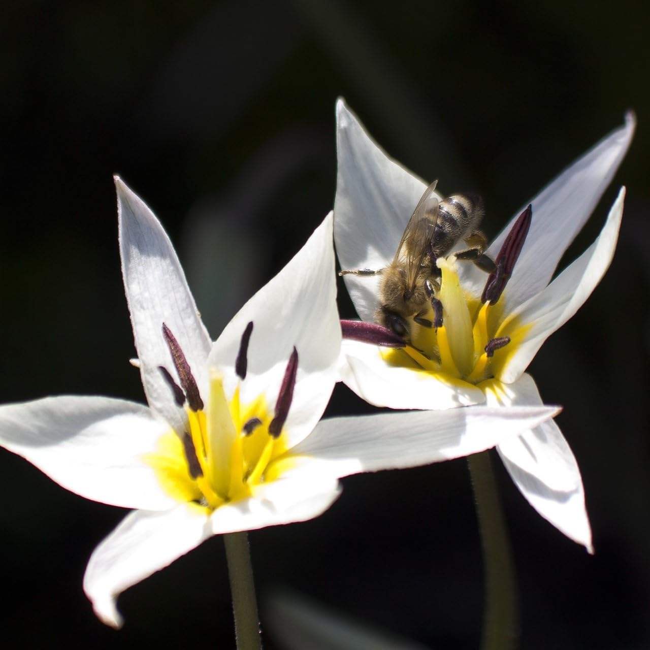 Easy Ground Cover Tulip Tarda Flowers-12 Bulbs-Add a Beautiful Mix of Colors in Yellow, Red, Orange, White to Your Home, Landscape, Garden-Spring Blooming Perennials-Attracts Butterflies & Bees