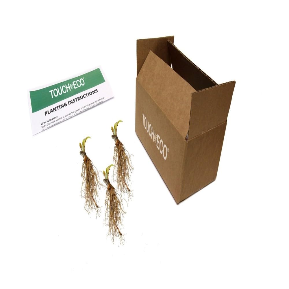 4 Pack Fire & Ice Hosta Bare Root Plants - for Borders, Gardens, or Container plantings. Hard to Find & The Talk of The Neighborhood,