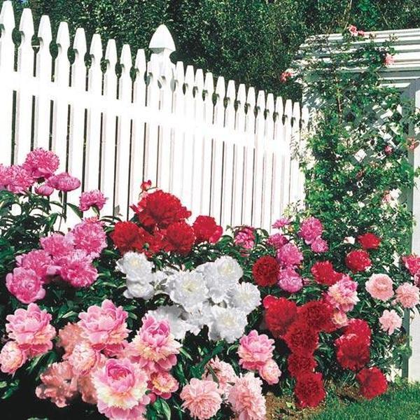 Jumbo Mixed Colorful Peonies Flowers - 4 Bulbs- Colorful Red, White & Pink Peony Flower Collection - Attracts Butterflies, Bees & Hummingbirds - These Double Blooms Measure Over 7 inches in Diameter - Great Gift!
