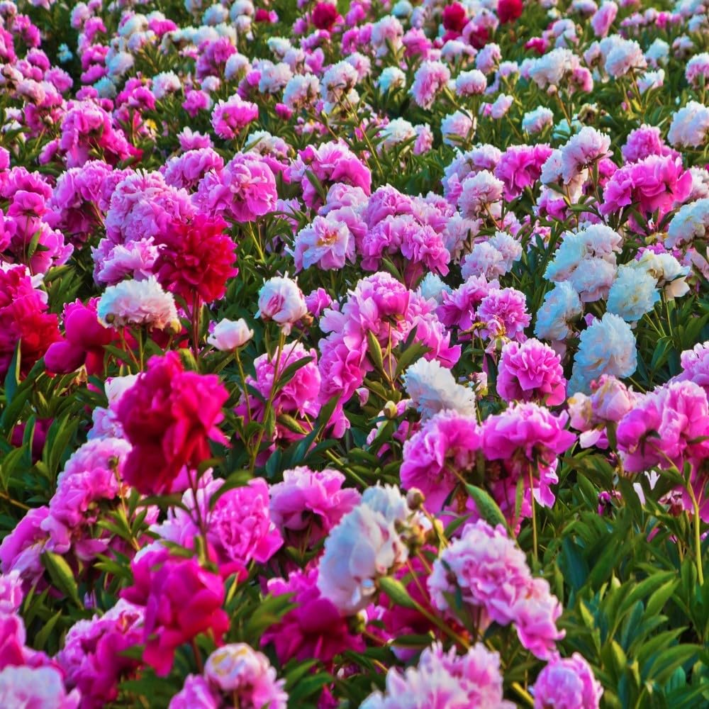 Jumbo Mixed Colorful Peonies Flowers - 4 Bulbs- Colorful Red, White & Pink Peony Flower Collection - Attracts Butterflies, Bees & Hummingbirds - These Double Blooms Measure Over 7 inches in Diameter - Great Gift!