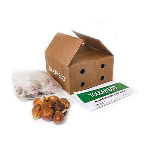 Giant Gladiolus Colorful Mixed Flowers - 40 Bulbs - Beautiful Shades of Pink, Purple, Red, Yellow & Orange - Attracts Butterflies, Bees & Hummingbirds in and Around Your House and Garden