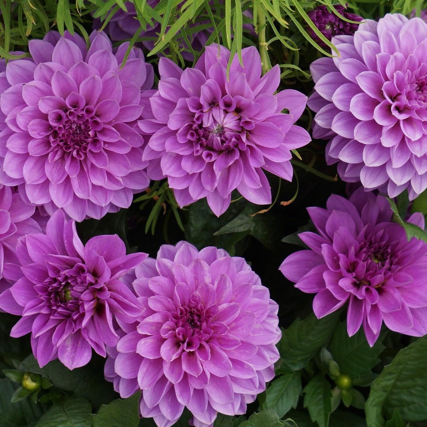 7 Grand Duchess Lilac Dahlia Flowers Bulbs - Colorful Purple Spiky Flowers, Easy to Grow - Attracts Butterflies, Bees & Hummingbirds - Touch of ECO
