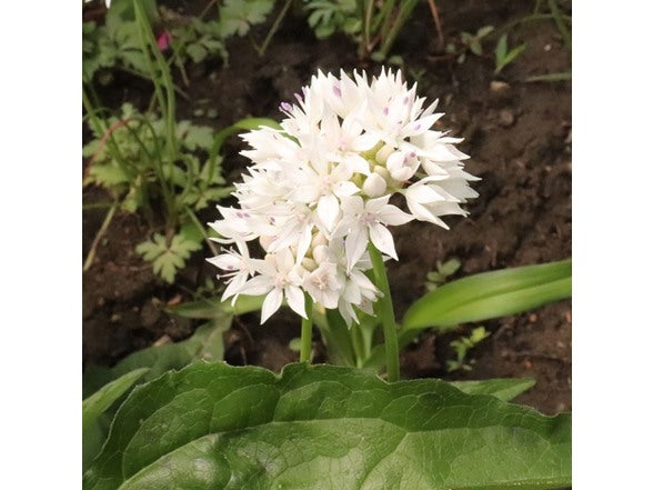 Graceful Beauty Allium Flower Bulbs – White Globe Blooms with Lavender Centers – Deer Resistant, Attracts Butterflies & Bees