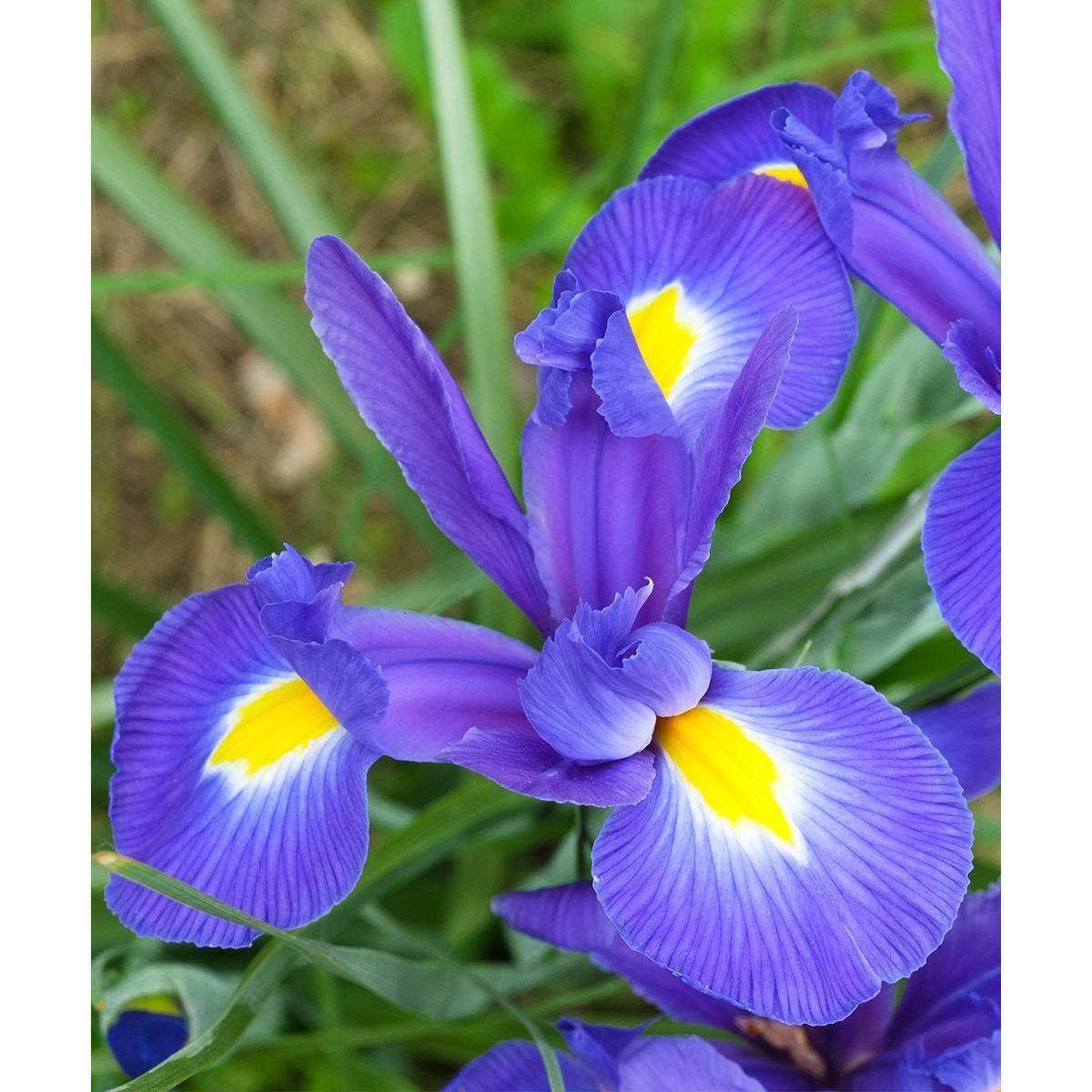 Colorful Mixed Dutch Iris Flowers - 45 Bulbs - Beautiful, Bright, Blue, Purple, Yellow, White Flowers - Spring Blooming Perennials Perfect for Gardens - Attracts Butterflies, Bees & Hummingbirds