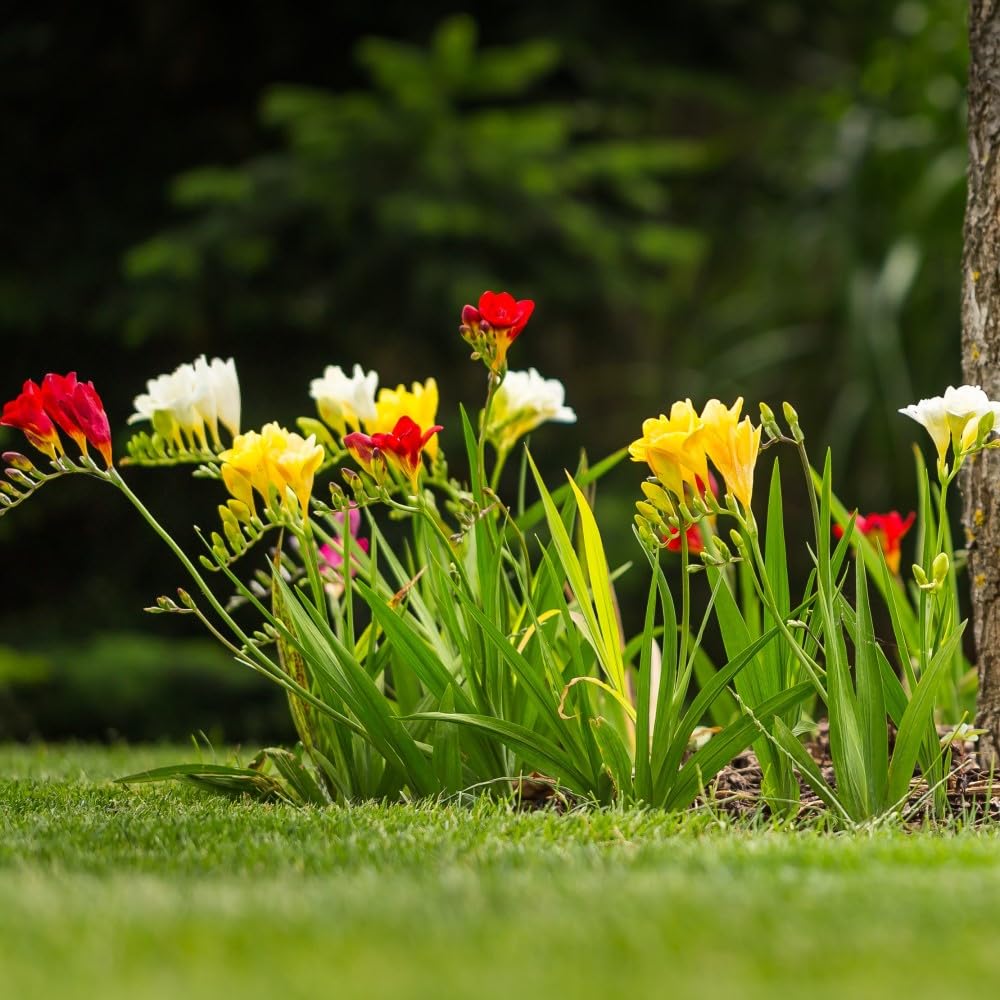 Fragrant Freesia Colorful Mixed Perennial Flowers - 30 Bulbs - Vibrant, Variety Colorful, Fragrant Flower Perfect for Gardens - Easy to Grow - Attracts Butterflies, Bees & Hummingbirds