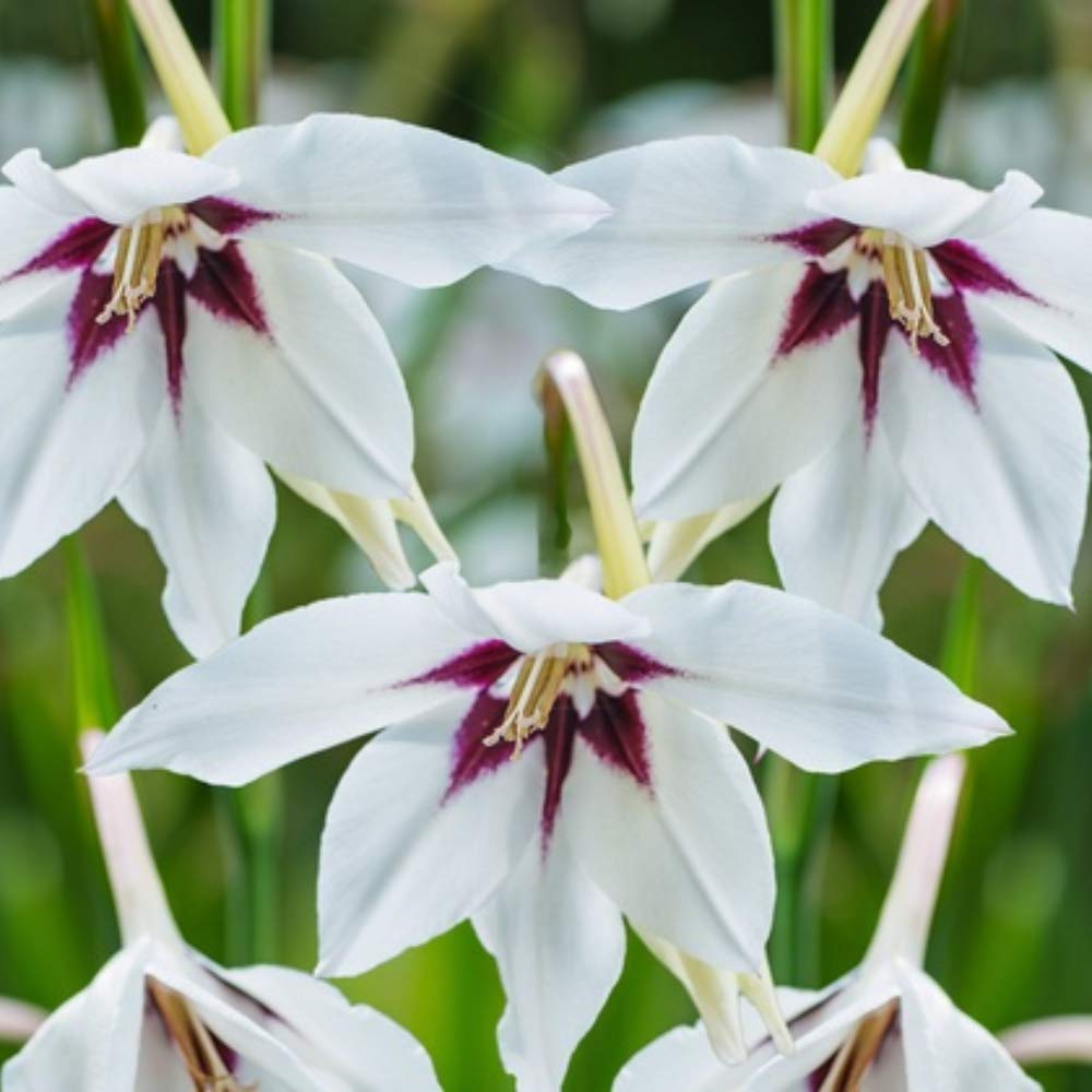 Spring & Summer Garden Party Flowers - 100 Bulb Collection - 4 Varieties of Beautiful Sun Loving Flowers with Amazing Blooms - Attracts Butterflies, Bees & Hummingbirds