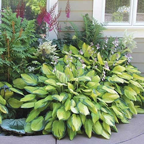 6 Pack of Mixed Heart-Shaped Hosta Bare Roots Plants - Rich Green Foliage, Low Maintenance for Your Home and Garden, Shipped Fresh & Daily from Our Coolers. 1000's Sold