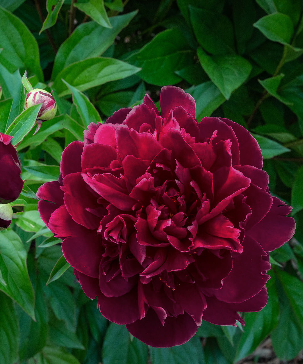 Double Black Berry Peony Bare Roots – Deep Dark Red Double Blooms – Fragrant Spring Garden Perennial