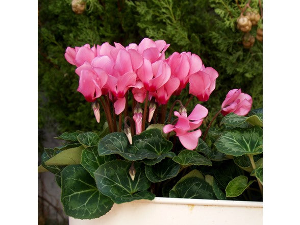 Pink Cyclamen Coum Flower Bulbs – Shade-Loving Ground Cover with Marbled Heart-Shaped Foliage – Late Winter & Early Spring Blooms
