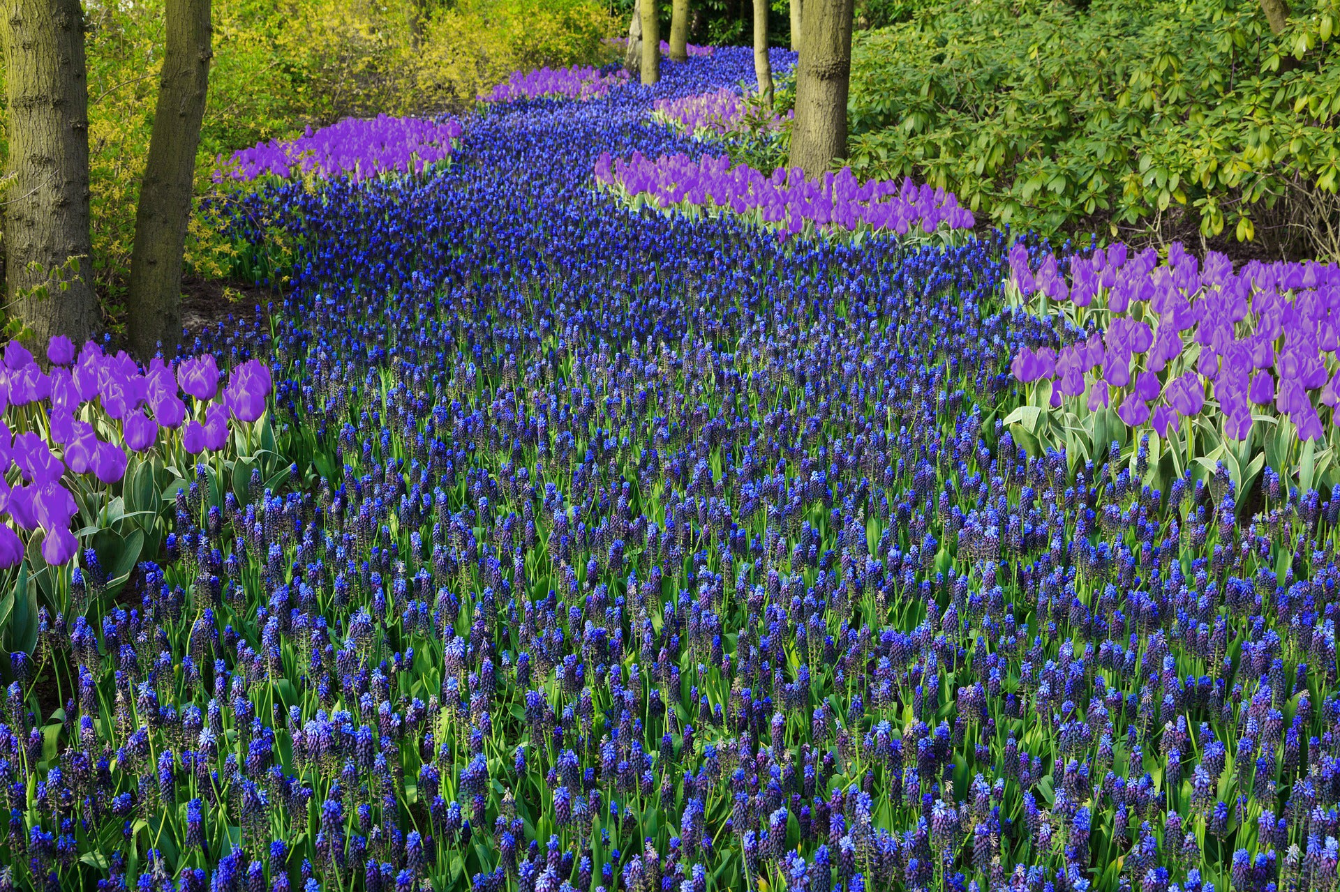 Blue Garden Flower Bulb Collection – Mixed Blue Spring Blooming Perennials