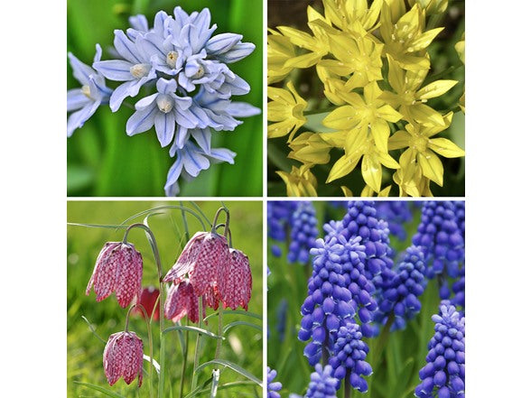 Garden Gems Mixed Flower Bulb Collection – 100 Bulbs – Fritillaria, Striped Squill, Allium Moly & Grape Hyacinth