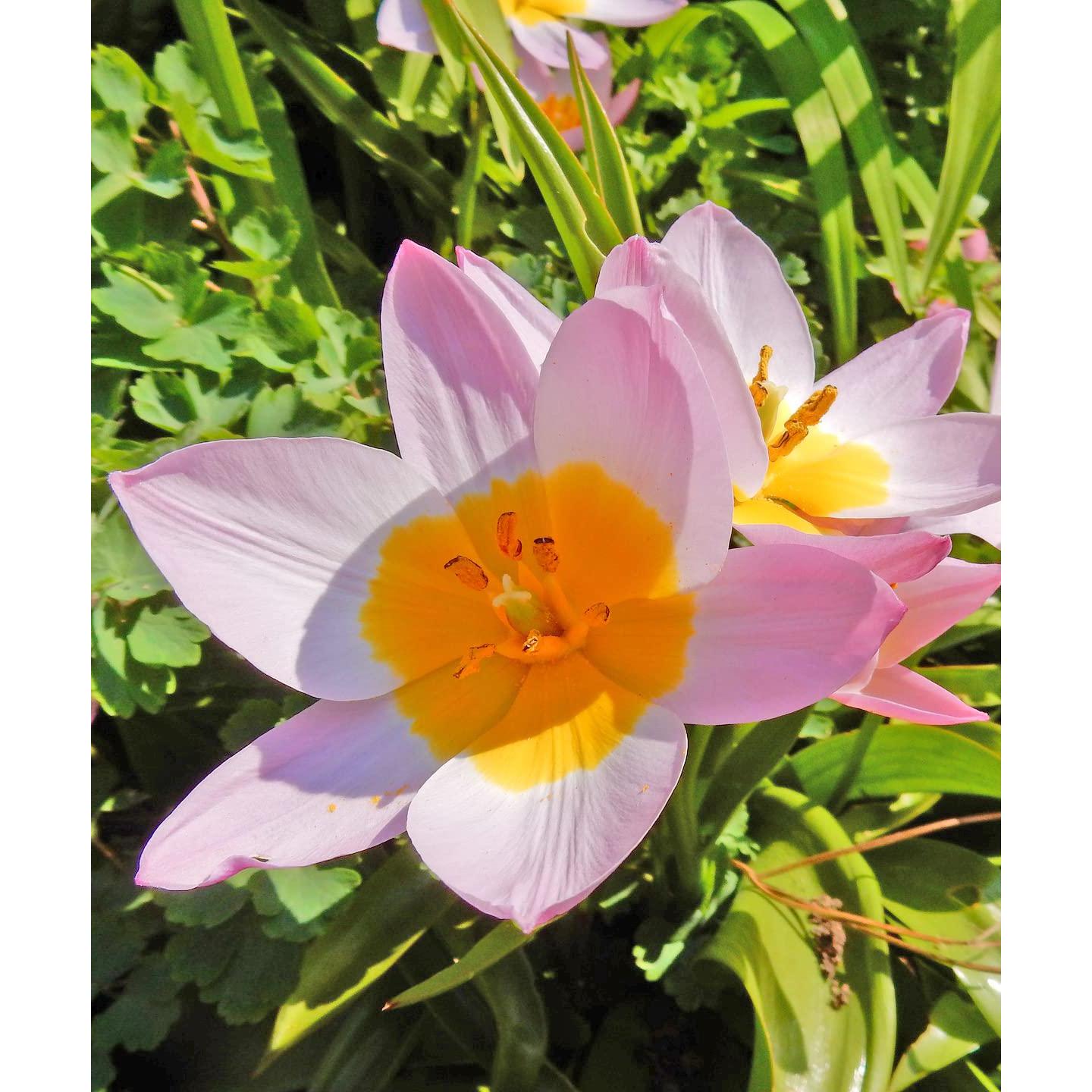 Easy Ground Cover Tulip Tarda Flowers-12 Bulbs-Add a Beautiful Mix of Colors in Yellow, Red, Orange, White to Your Home, Landscape, Garden-Spring Blooming Perennials-Attracts Butterflies & Bees