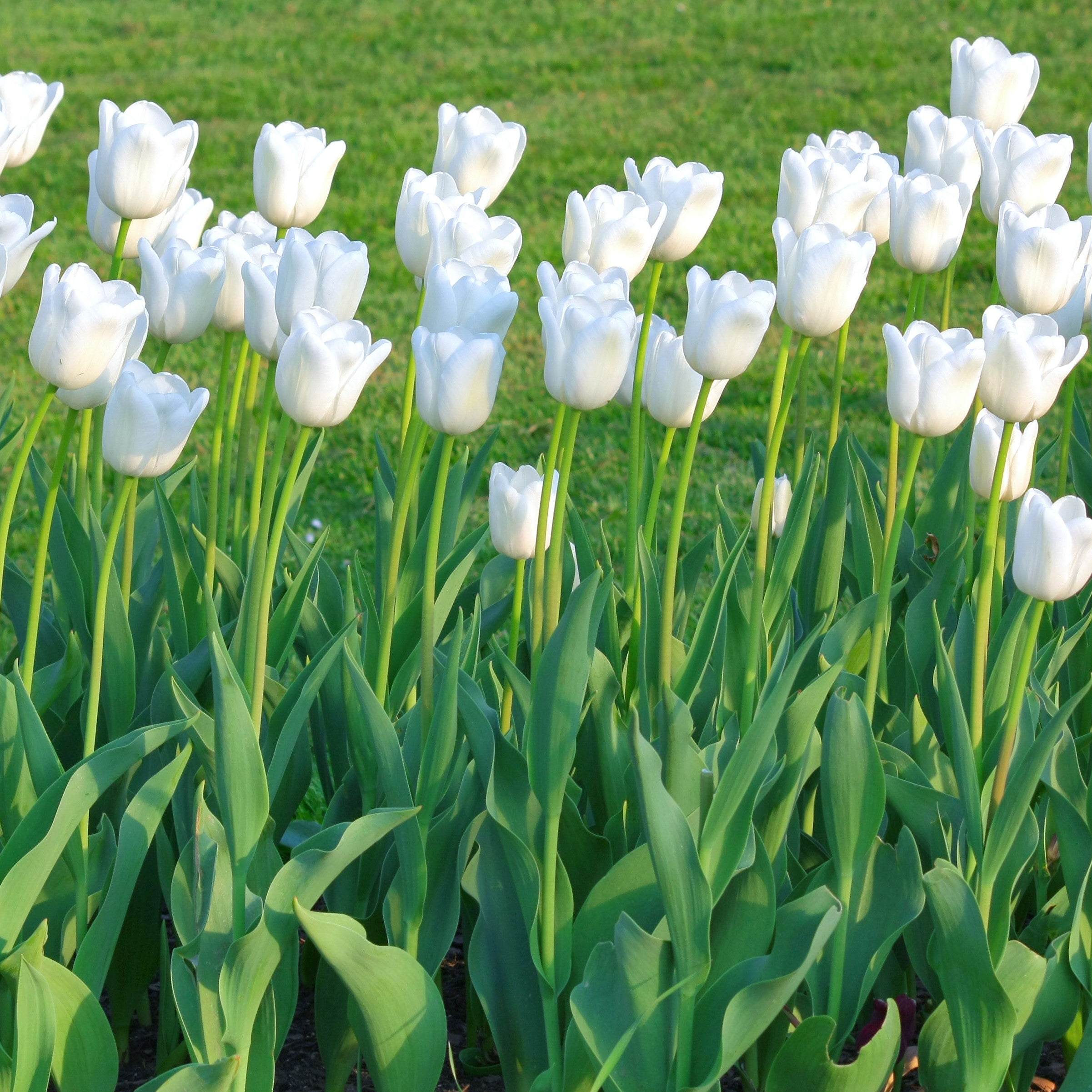 Colossal White Tulip Flower Bulbs – Giant White Tulips with Stems up to 30 Inches – Spring Blooming