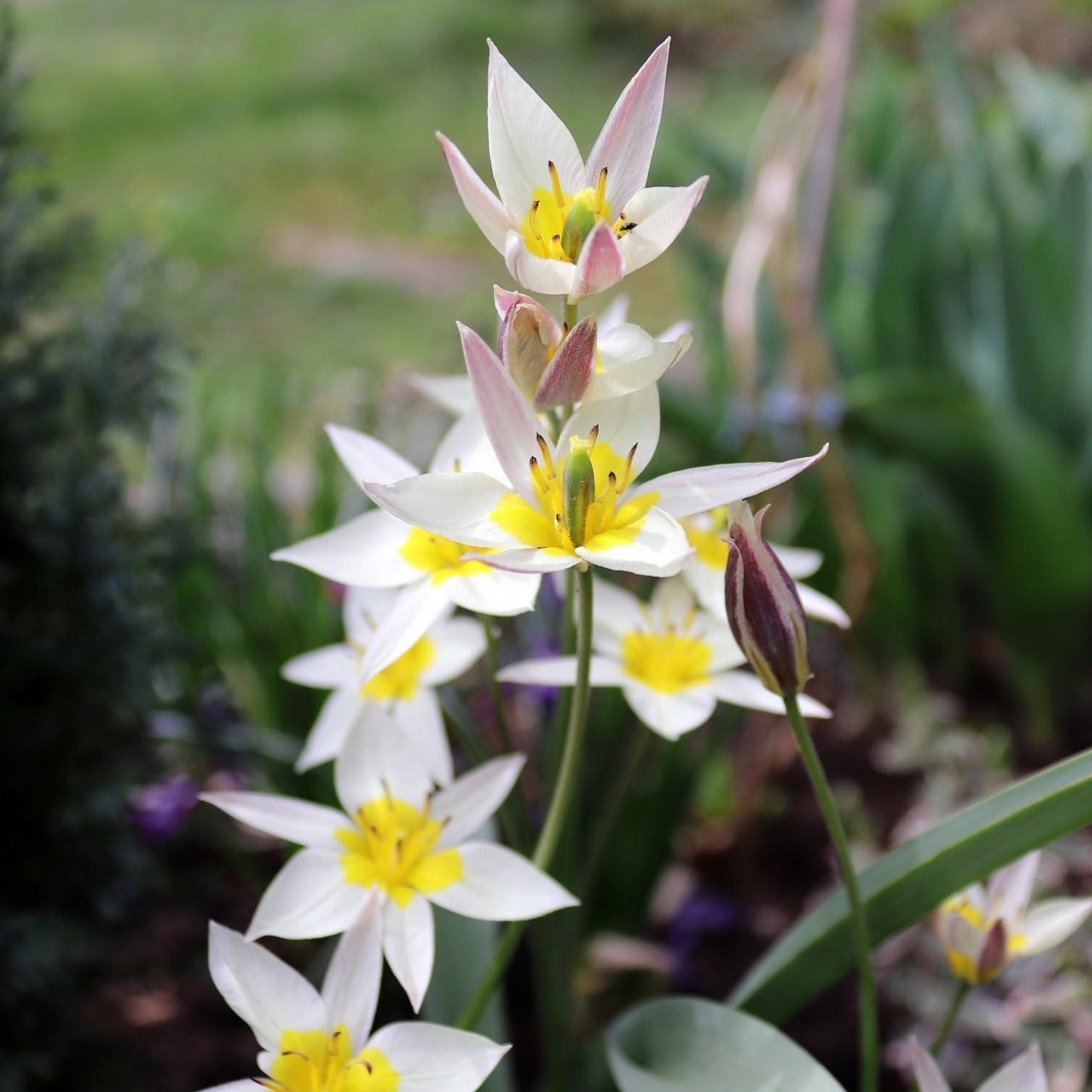 Easy Ground Cover Tulip Tarda Flowers-12 Bulbs-Add a Beautiful Mix of Colors in Yellow, Red, Orange, White to Your Home, Landscape, Garden-Spring Blooming Perennials-Attracts Butterflies & Bees