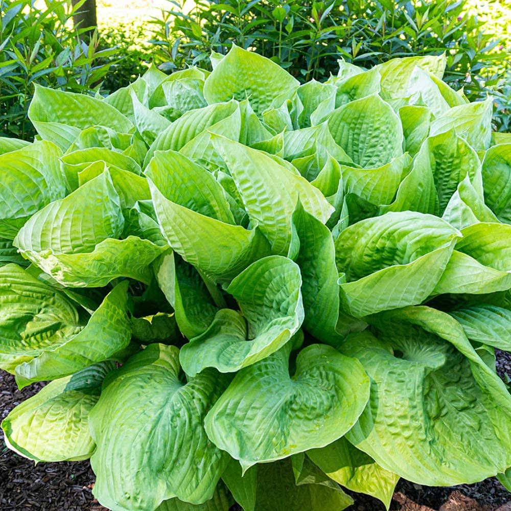 Giant Hosta Perennial Mix - 3 Bare Root Plants - Large Blue-Green and Yellow-Green Leaves - Perfect for Landscaping, Shade Garden - Easy to Grow!