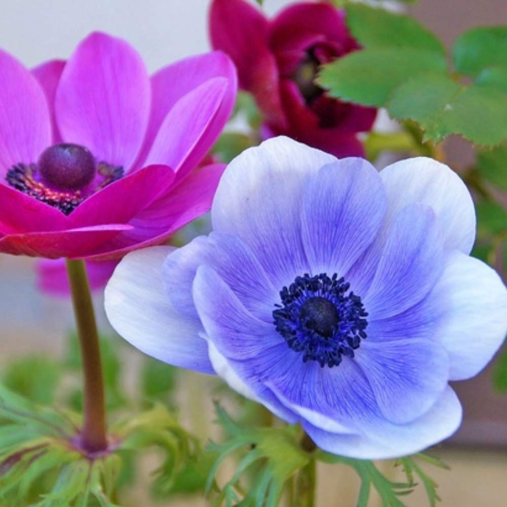 Birds & Bees English Flower Bulb Collection - Colorful Assortment of Flower Bulbs That Will Have Beautiful Blooms - 100 Flower Bulbs