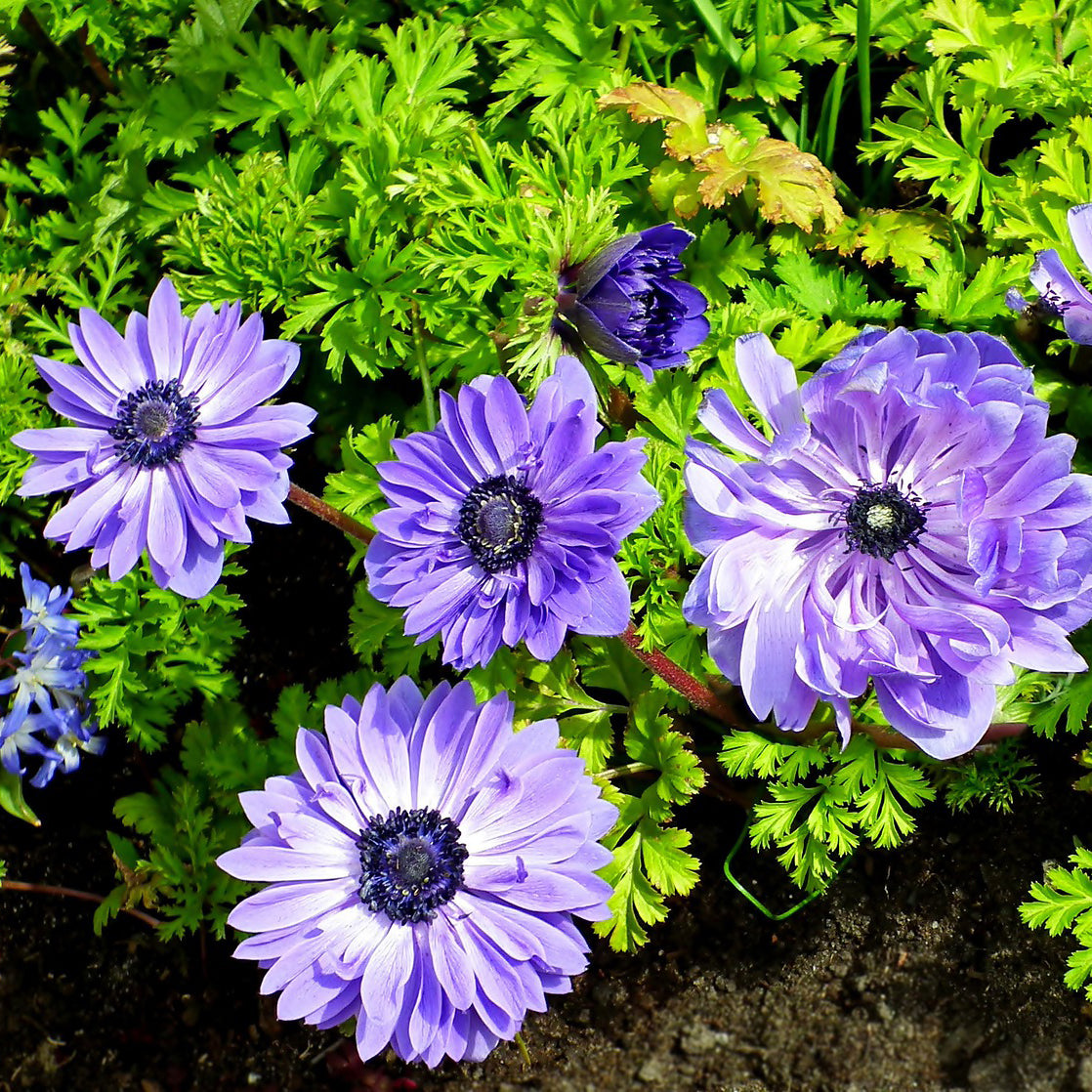 LIEUTENANT ANEMONE POPPY FLOWERS - 15 BULBS image 0