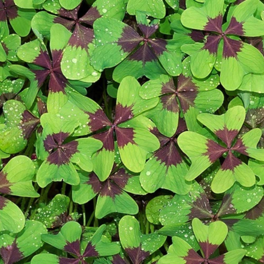 Spring & Summer Garden Party Flowers - 100 Bulb Collection - 4 Varieties of Beautiful Sun Loving Flowers with Amazing Blooms - Attracts Butterflies, Bees & Hummingbirds