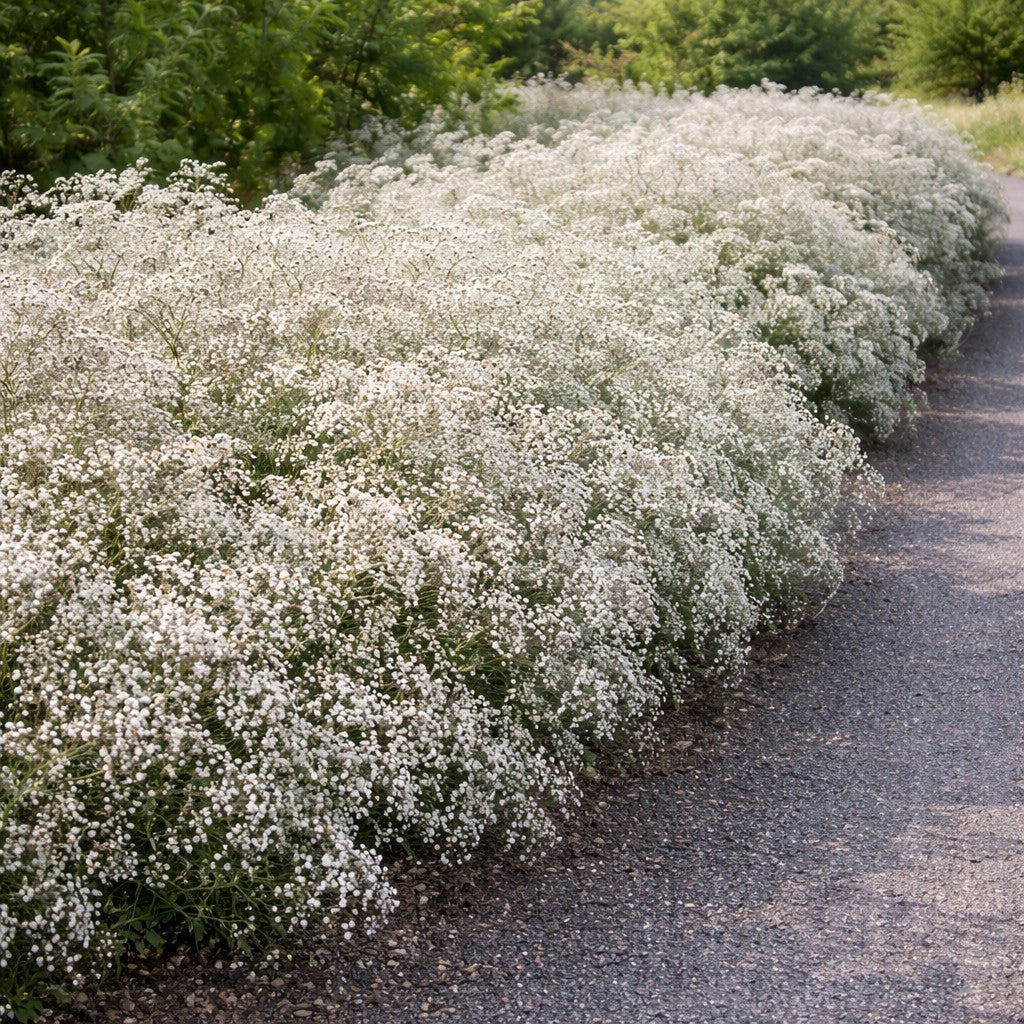Snowy White Baby's Breath Gypsophila Flower - 18 Bulbs and Planting Tool - Attracts Butterflies, Bees & Hummingbirds-Spring Garden Perennial
