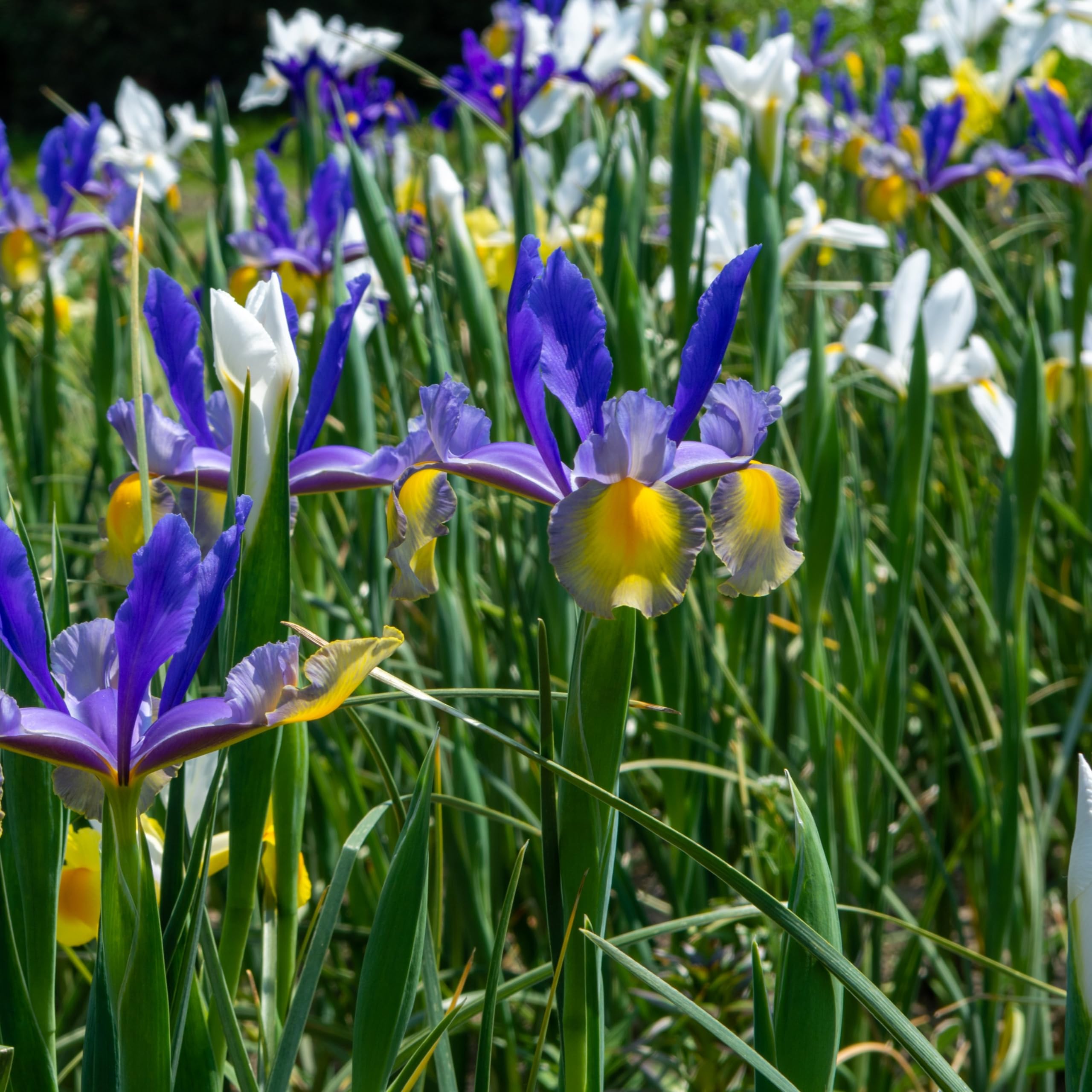 Colorful Mixed Dutch Iris Flowers - 30 Bulbs - Beautiful, Bright, Blue, Purple, Yellow, White Flowers - Spring Blooming Perennials Perfect for Gardens - Attracts Butterflies, Bees & Hummingbirds