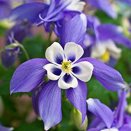 Sweet Caroline Columbine Flower Bulb Collection - Mix of Beautiful Pink, Purple, Red, White and Yellow Blooms - 5 Flower Bulbs (Pack of 5)