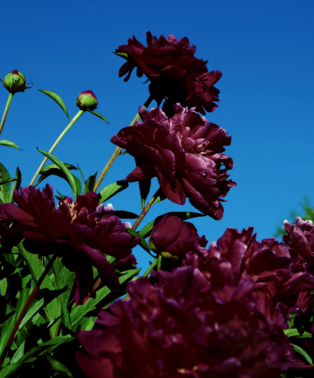 Double Black Berry Peony Bare Roots – Deep Dark Red Double Blooms – Fragrant Spring Garden Perennial