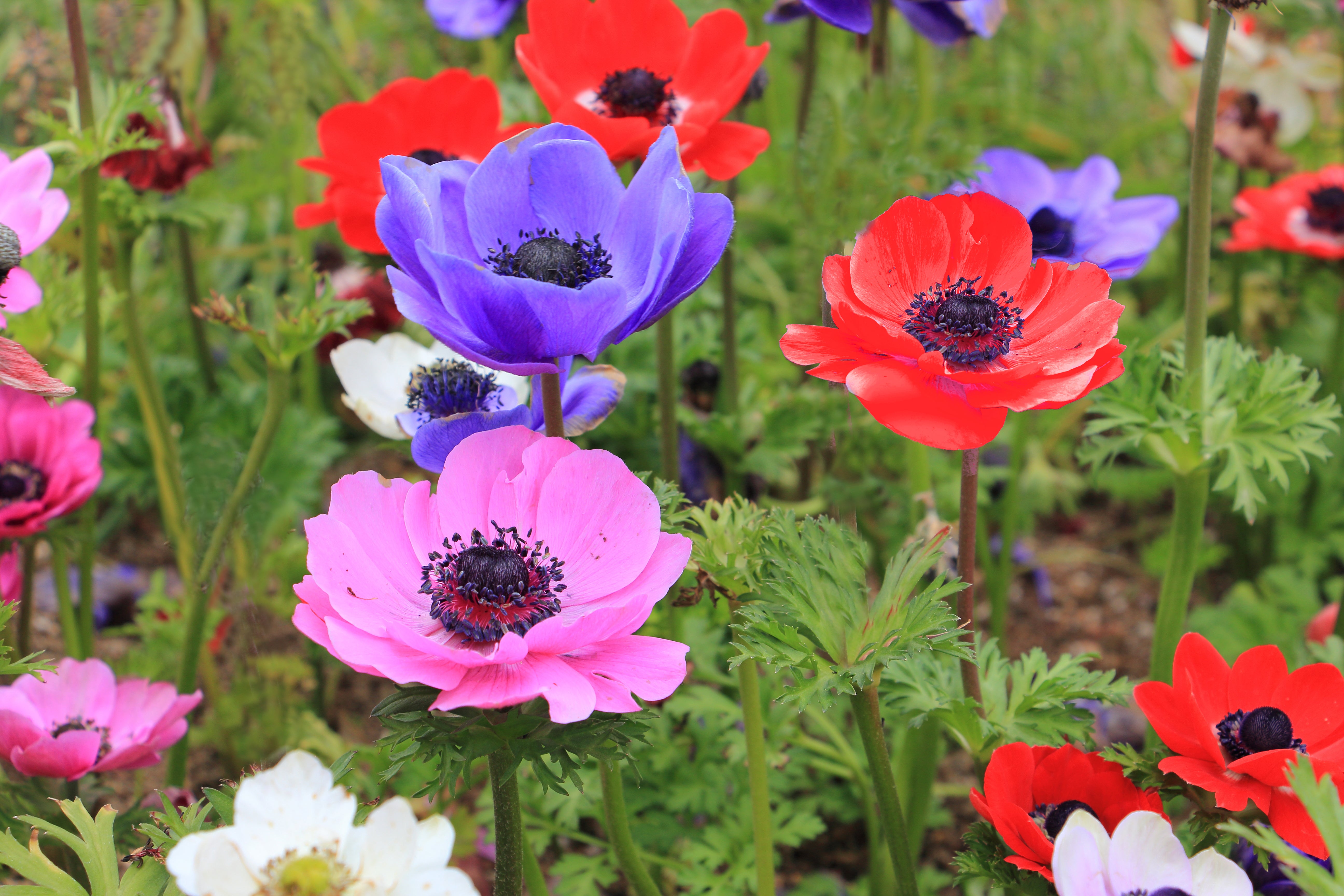 Lord Lieutenant Anemone Flower Bulbs – Double Blue Poppy Anemone Blooms – Great Cut Flowers