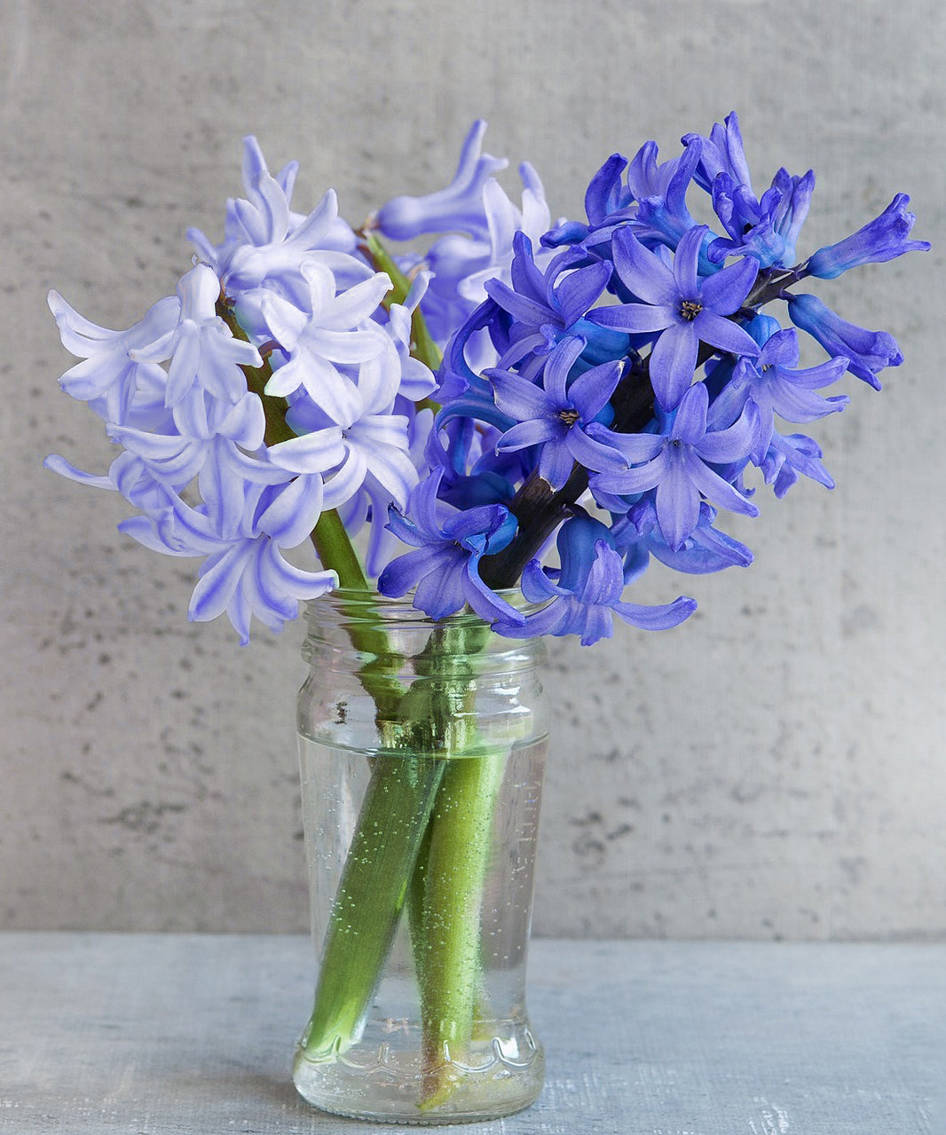 Blue Tango Double Hyacinth Flower Bulbs – Fragrant Blue Blooms – Deer Resistant, Bee Friendly