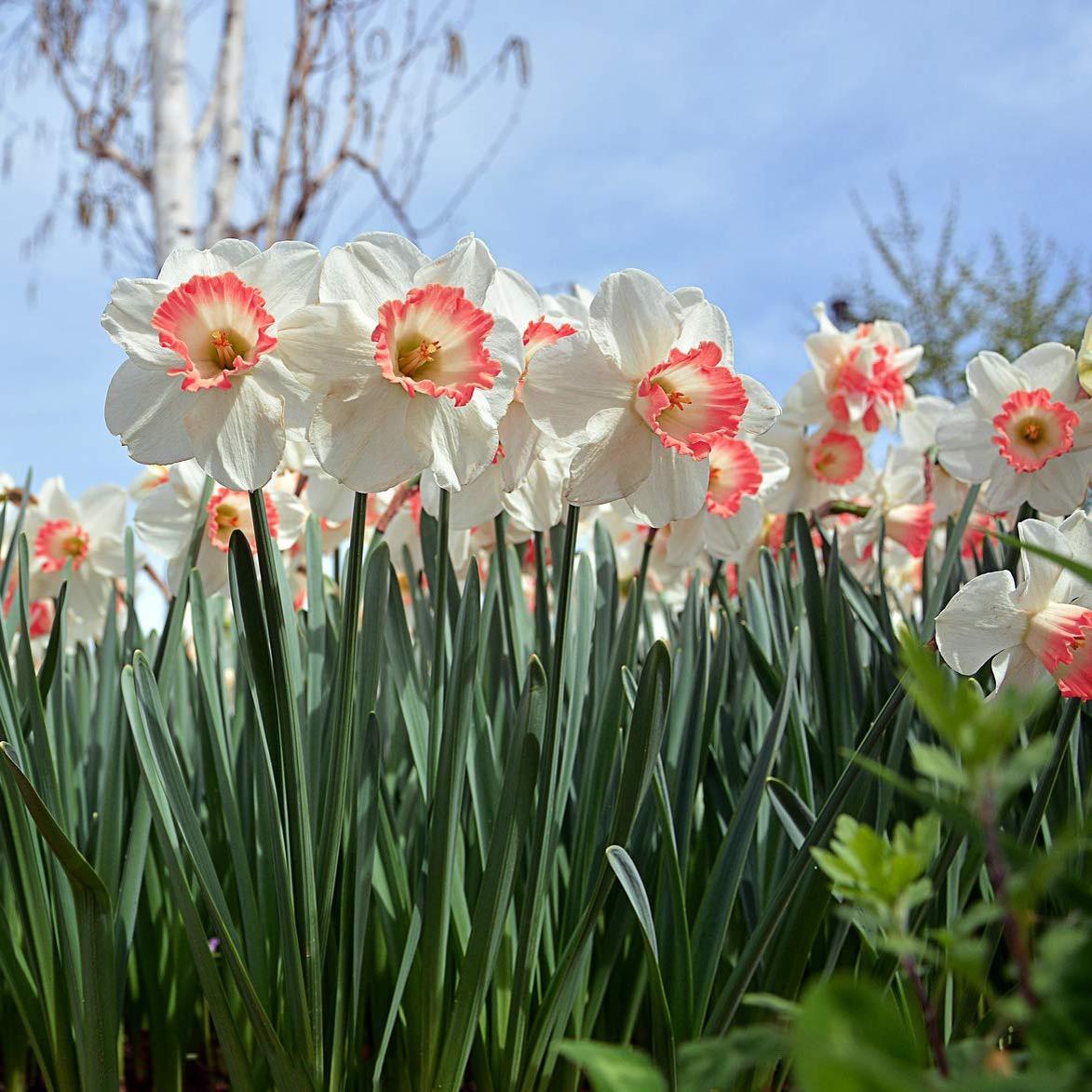 PINK DAFFODIL FLOWER BULBS - PACK OF 6