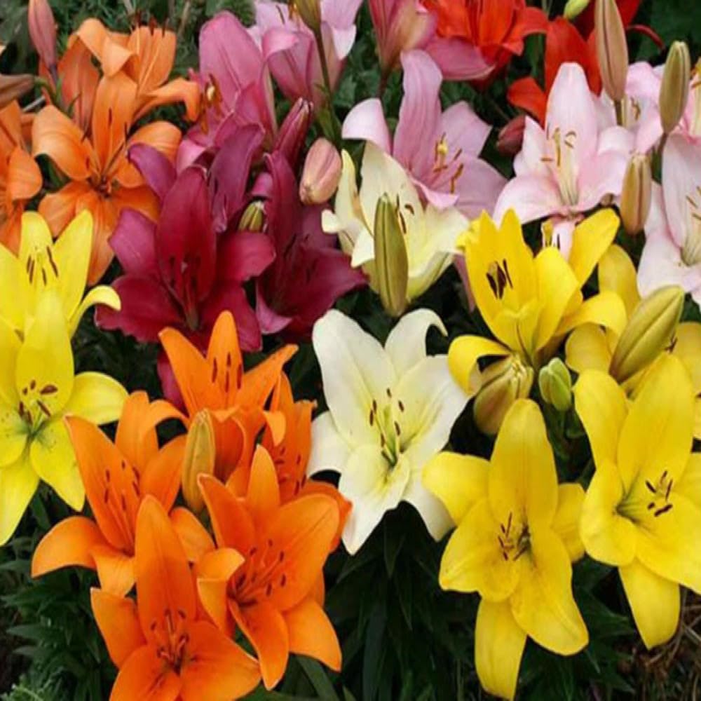Lilium Oohs and Aahs Mixed Perennial Flower Bulbs - 10 Bulbs with Bright Red, Yellows, Magentas, Golds & Oranges - Winter Hardy, 30-42 Inches Tall, Bloom Mid Summer