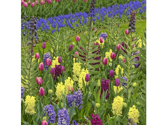 Garden Gems flower bulb collection