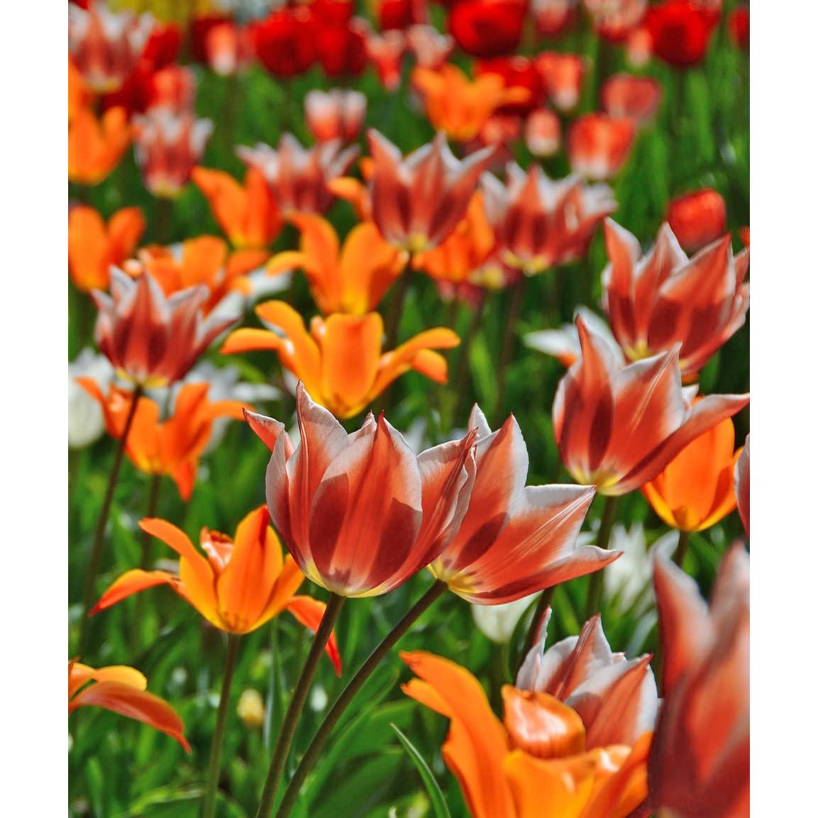 Easy Ground Cover Tulip Tarda Flowers-12 Bulbs-Add a Beautiful Mix of Colors in Yellow, Red, Orange, White to Your Home, Landscape, Garden-Spring Blooming Perennials-Attracts Butterflies & Bees