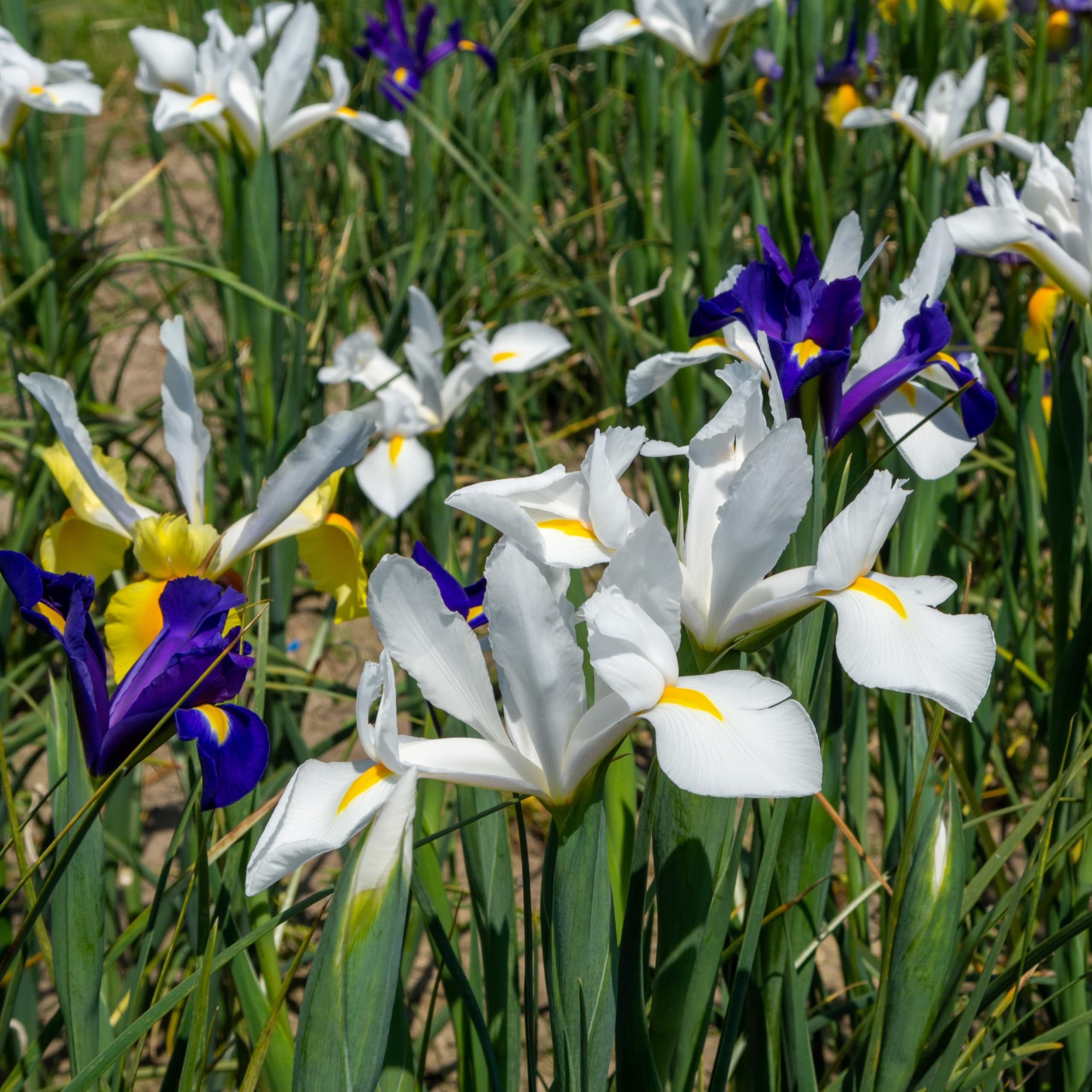 Colorful Mixed Dutch Iris Flowers - 45 Bulbs - Beautiful, Bright, Blue, Purple, Yellow, White Flowers - Spring Blooming Perennials Perfect for Gardens - Attracts Butterflies, Bees & Hummingbirds