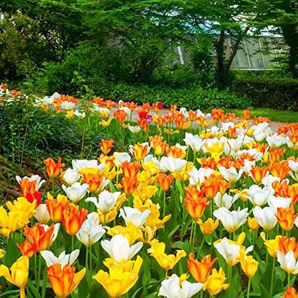 Easy Ground Cover Tulip Tarda Flowers-12 Bulbs-Add a Beautiful Mix of Colors in Yellow, Red, Orange, White to Your Home, Landscape, Garden-Spring Blooming Perennials-Attracts Butterflies & Bees
