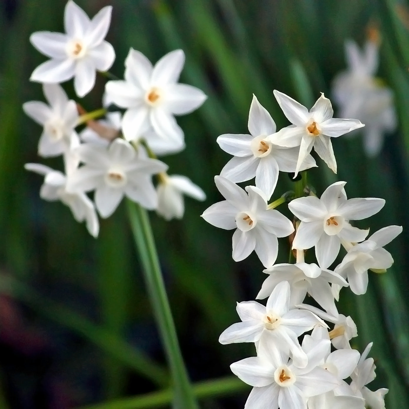 PAPERWHITE FRAGRANT FLOWERS - 6 BULBS image 0