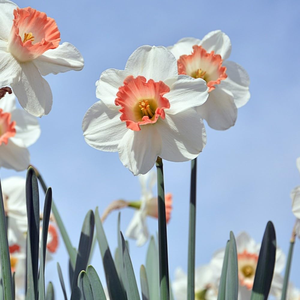PINK DAFFODIL FLOWER BULBS - PACK OF 6