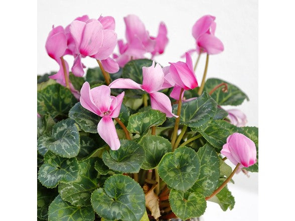 Pink Cyclamen Coum Flower Bulbs – Shade-Loving Ground Cover with Marbled Heart-Shaped Foliage – Late Winter & Early Spring Blooms